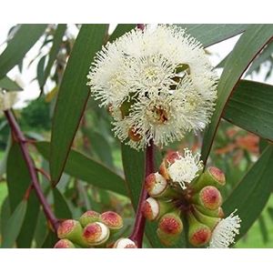 Eucalyptus camaldulensis Red River Gum Semi Evergreen Fiori bianchi aromatici (25)