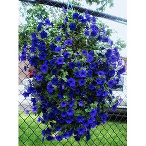 Ponak Fresh 200 stuks Hanging Petunia bloemzaden voor planten blauw 1