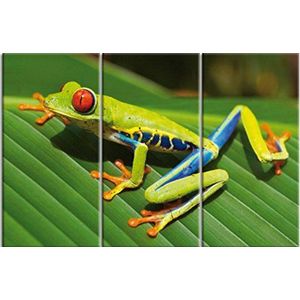 1art1 Kikkers Poster Kunstdruk Op Canvas Red-Eyed Tree Frog On A Green Leaf, 3 Parts Muurschildering Print XXL Op Brancard | Afbeelding Affiche 120x80 cm