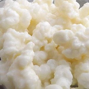 ® 10g UKAS LAB Getest Grote portie gecertificeerde biologische kefirkorrels voor geitenmelk, kokosnoot, haver, hazelnoot, soja en andere niet-zuivelproducten door Kombuchaorganic®