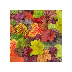 10Seed/Bag Heuchera Seed,Coral Flower, Coral Bells Colorful Leaf Bonsai Plant Diy Home Garden: Only seeds