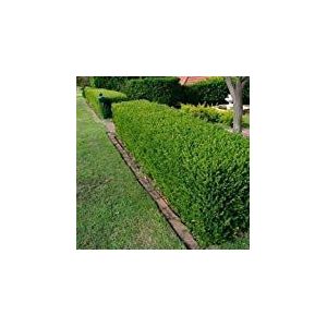 Wintergreen giapponese bosso semi Hedge (microphylla Buxus) 20 + Semi (80+)