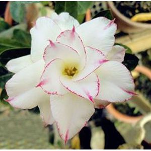 20 semi freschi Adenium Obesum Le rose del deserto Rare www Triple-White-Scorpion-us