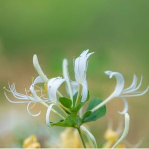 30 stuks Kamperfoeliezaden - Lonicera japonica - bonsaizaden, zaden van oude variëteiten kamperfoelieplant Japanse kamperfoelie, Kruidenbed voor de keuken, winterharde planten voor