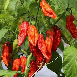 Zaden voor het planten,100 stuks/zak hete peper zaden vol vitaminen gemakkelijk te kweken gezonde reuzenkruiden hete peper zaden voor planten - hete peper zaden