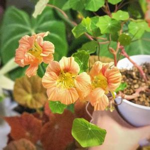 200 Stukken Oost-Indische Kers Zaden Biologisch Tuin Bloemen, Kamerplanten Zaden (Tropaeolum Majus) Decoratieve Bloemen, Bonsaizaden Luchtzuiverende Kamerplanten, Tuinbenodigdheden