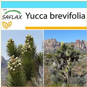 SAFLAX - Cadeauset - Joshua Boom - 10 Zaden - Met geschenkdoos, kaart, etiket en potgrond - Yucca brevifolia