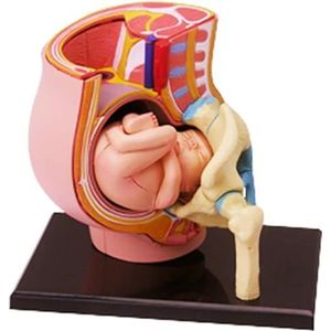 4D Eierstokmodel Menselijk Zwangerschapsbelevis Anatomiemodel Modi Utero Met Foetus Voor Educatieve Hulpmiddelen Voor Het Bevallingsmodel Van De Baarmoeder