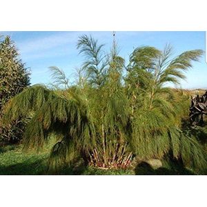 Giant Grass Bamboo, Elegia Capensis by Heavy Torch, 4 Seeds: Only seeds