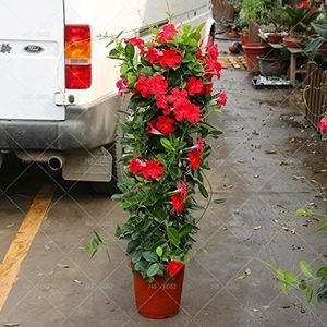 3 : 100pcs/bag Mandevilla Sanderi -Dipladenia sanderi seeds,Bonsai seedflower seed plant seed seed for Home Garden plant seed seeding, 3:SEEDS