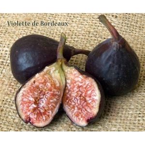 Rari alberi di ficus CaricaViolette de BordeauxRare Fig 35 semi freschi