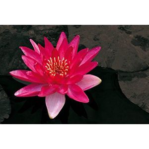 1art1 Bloemen Poster Kunstdruk Op Canvas Charming Blossoms, Red Water Lily Muurschildering Print XXL Op Brancard | Afbeelding Affiche 90x60 cm