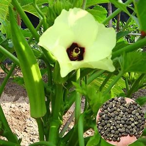 Haloppe Groentezaden voor tuinieren, 500 stks/zak aspergezaden mollige deeltjes Hoge kiemkracht Bloeiende non-GMO Okra Zaden planten voor tuin E