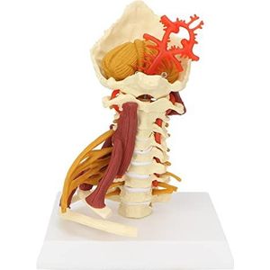 Menselijk Cervicale Wervelmodel, Cervicale Wervelmodel Nekspiermodel Cervicale Zenuwmodel Cervicale Wervelkolom met Halsslagader Model Wervelkolom Spinale Zenuwen Anatomisch Model voor Wetenschap