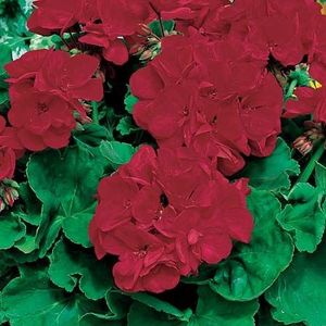 Ponak Fresh 70 stuks geranium bloemzaden voor het planten van kastanjebruin rood