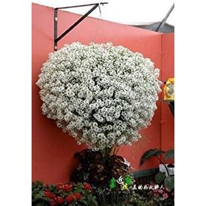 Flower Seeds: White Snowball Flavors Flowering Plant Garden [Home Garden Seeds Eco Pack] Plant Seeds by: Only seeds