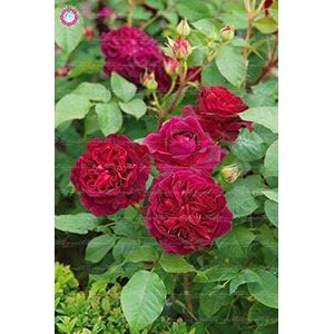 Red 2: Semi Svi fresca 100Pcs doppio Petalo inglese fiore della Rosa per l'impianto di Red 2