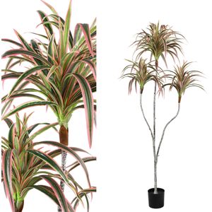 Leaves Plant green red edge sisal grass