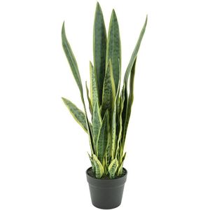 Sansevieria - medium