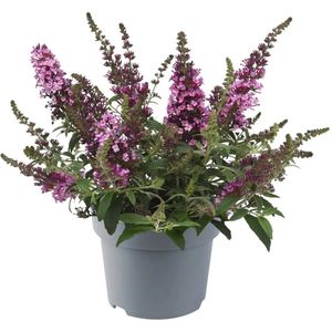 Vlinderstruik  Buddleia davidii Chrysalis™ Pink - Roze bloemen