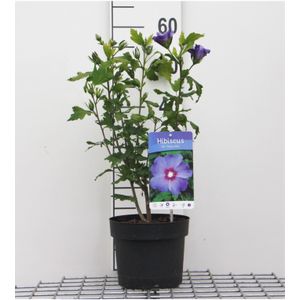 Hibiscus syriacus 'Oiseau Bleu' - pot - 40-60 cm - Althaeastruik