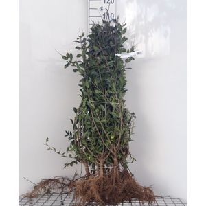 Ligustrum vulgare 'Atrovirens' - blote wortel - 60-90 cm