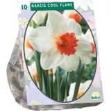 Baltus 'Narcis Cool Flame' voorjaarsbloeiers - 10 bollen