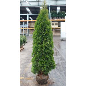 Thuja occidentalis 'Smaragd' - aardekluit - 175-200 cm