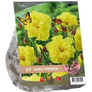 Baltus Urban Flowers 'Lovely Sundrop' voorjaarsbloeiers - Geel - 20 bloembollen