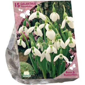 Baltus 'Galanthus Woronowii' voorjaarsbloeiers - Aantrekkelijk voor bijen en vlinders - Per 15 bloembollen