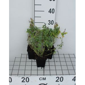 Nepeta mussinii - pot 9x9 cm