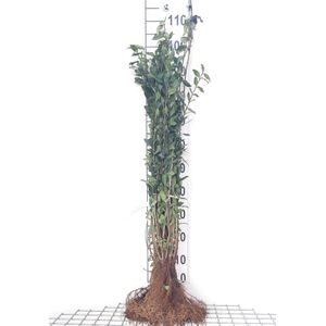 Ligustrum vulgare - blote wortel - 60-90 cm