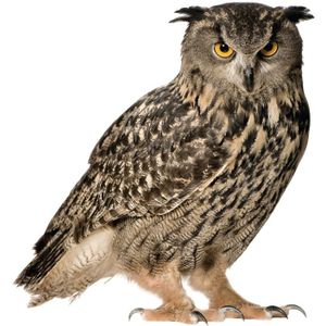 KEK AMSTERDAM Forest Friends Muursticker Owl