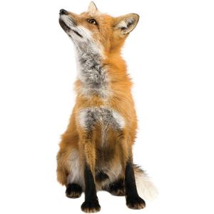 KEK AMSTERDAM Forest Friends Muursticker Fox