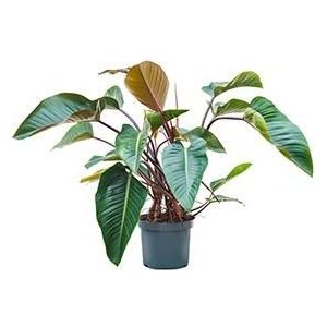 Philodendron red beauty kamerplant