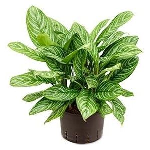 Aglaonema stripes L hydrocultuur plant