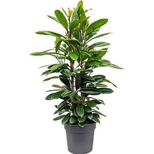 Ficus cyathistipula M kamerplant