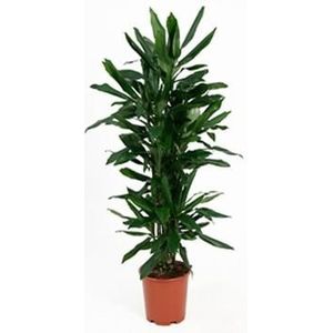 Dracaena janet lind L kamerplant