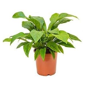 Anthurium jungle bush M kamerplant