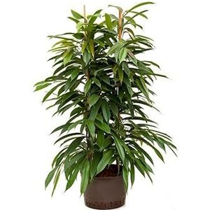 Ficus amstel king 2pp hydrocultuur plant