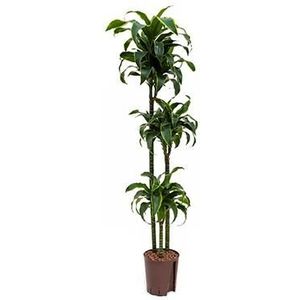 Dracaena dorado huara hydrocultuur plant