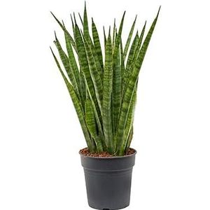 Sansevieria kirkii kamerplant