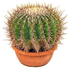 Echinocactus cactus ingens M kamerplant