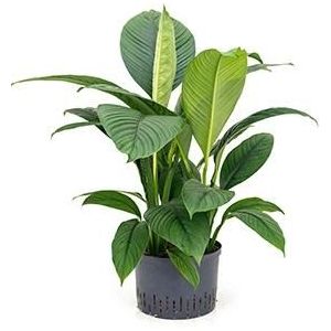 Lepelplant Spathiphyllum sensation L hydrocultuur plant