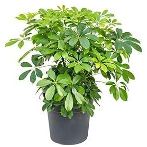 Schefflera arboricola S kamerplant