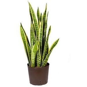 Sansevieria laurentii M hydrocultuur plant