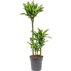 Dracaena cintho XS kamerplant