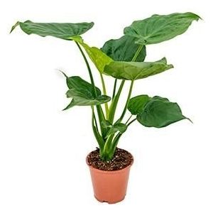 Alocasia cucullata S kamerplant