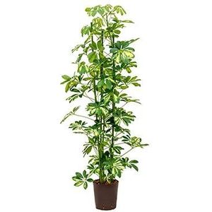 Schefflera gold capella 3pp hydrocultuur plant