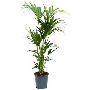 Kentia Palm howea forsteriana 6pp kamerplant